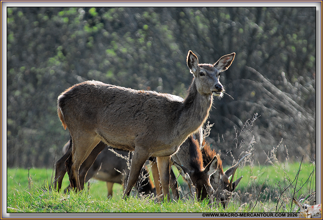 BICHE 